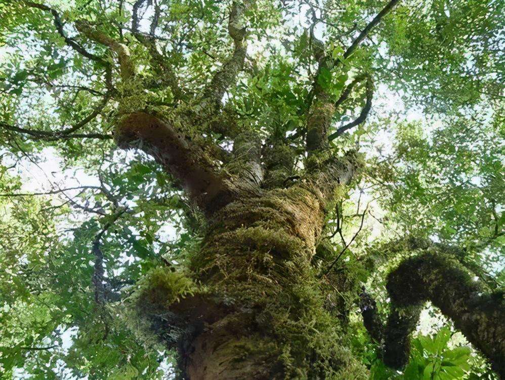 2022年落水洞古樹春茶特點(diǎn)？