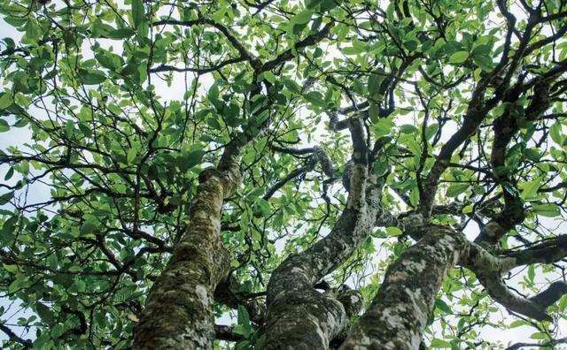 2022年落水洞古樹春茶多少錢一公斤？