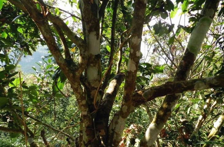 2022年大漆樹古樹春茶特點(diǎn)？