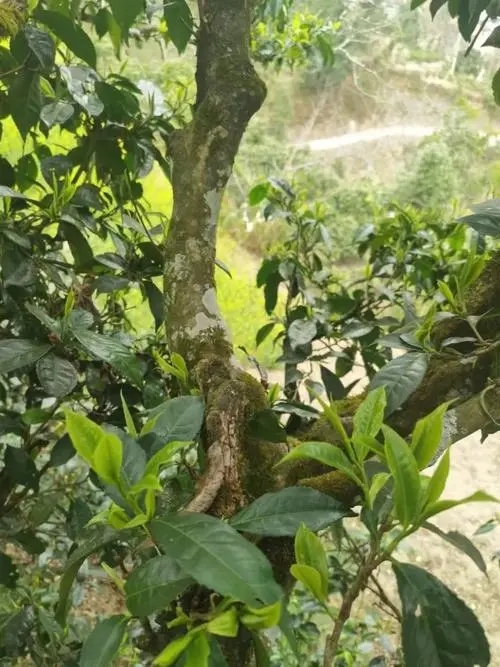 2022年彎弓古樹春茶特點？