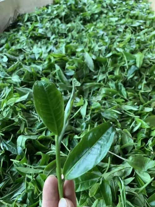 2022年彎弓古樹(shù)春茶口感？