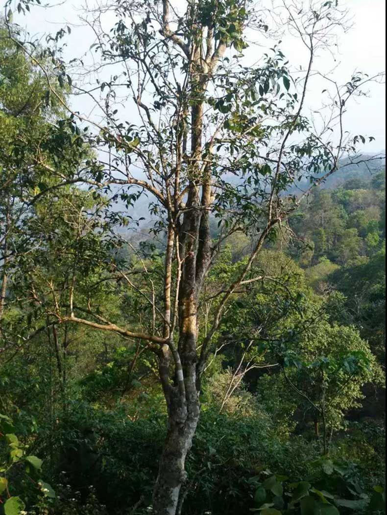 2022年彎弓古樹春茶多少錢一公斤？