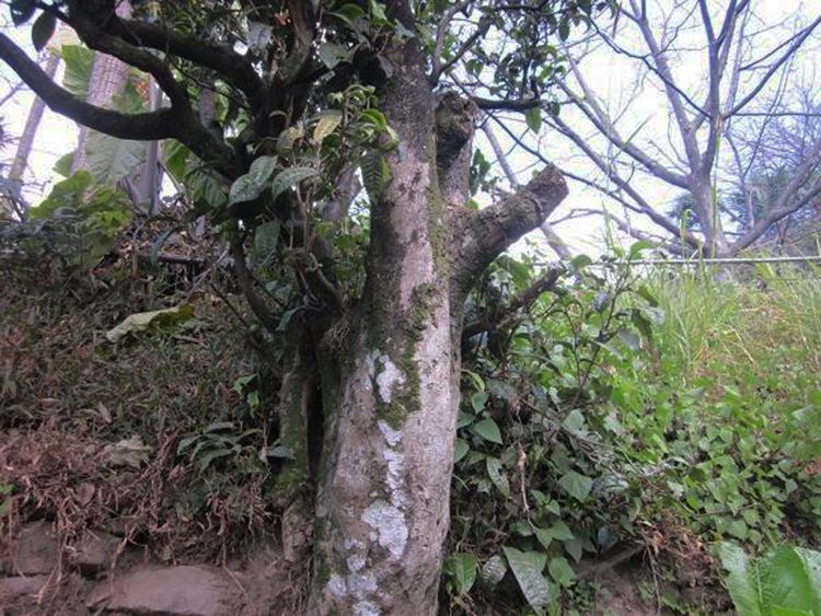 2022年白茶園古樹春茶特點？