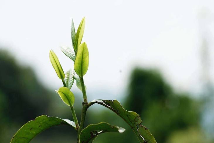 2022年白茶園古樹春茶品鑒！