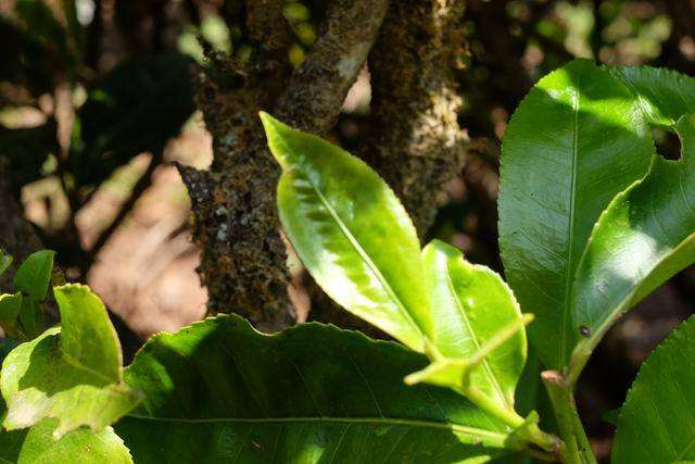 2022年白茶園古樹春茶價(jià)格？