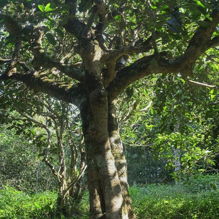 2022年鳳凰窩古樹春茶多少錢一公斤？