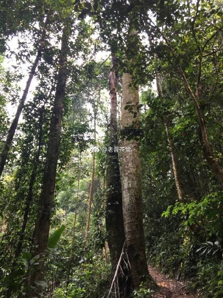 2022年刮風(fēng)寨茶王樹古樹春茶特點(diǎn)？