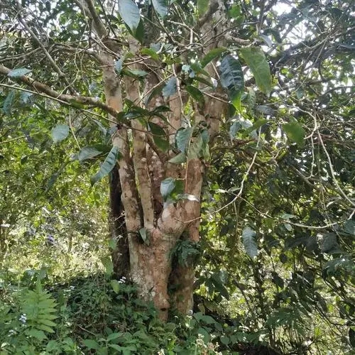 2022年刮風(fēng)寨茶王樹古樹春茶價(jià)格？