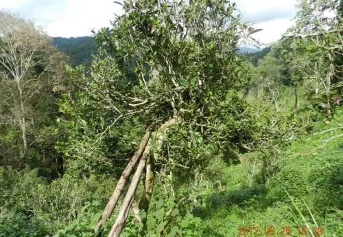 2022白沙河古樹春茶特點(diǎn)？