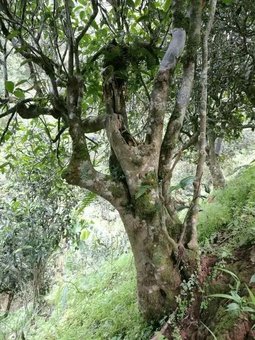 2022年黑水梁子古樹春茶特點？