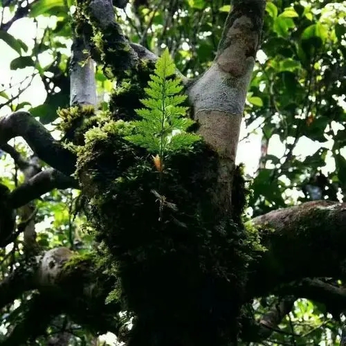 2022年黑水梁子古樹(shù)春茶價(jià)格？