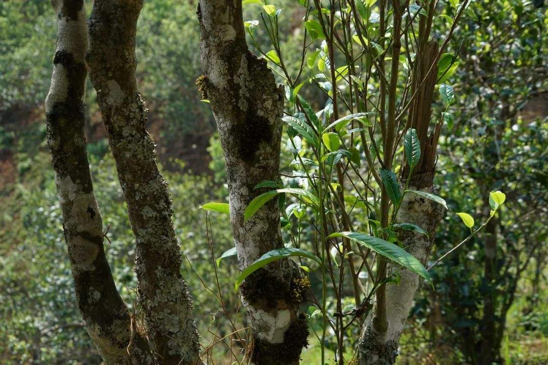 2022年刮風(fēng)寨茶坪古樹春茶特點(diǎn)？