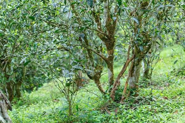 2022年刮風(fēng)寨茶坪古樹春茶口感？