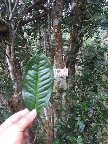 2022年薄荷塘古樹春茶價格？