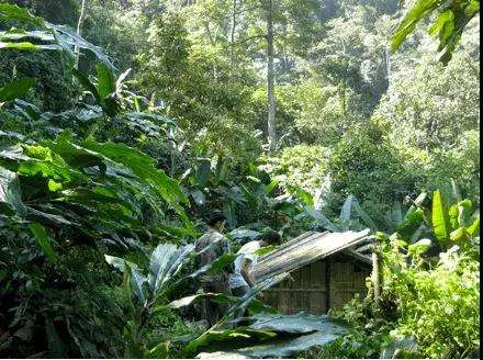 2022年薄荷塘古樹春茶多少錢一公斤？