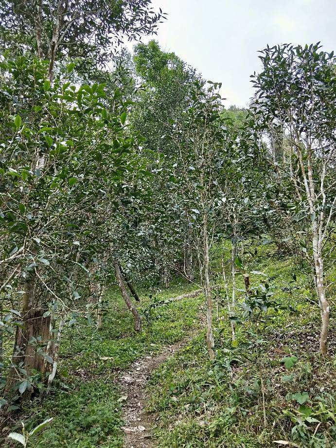 2022年多依樹(shù)古樹(shù)春茶特點(diǎn)？