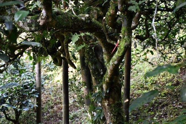 2022年多依樹古樹春茶多少錢一公斤？