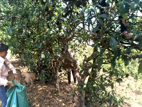 2022年易武張家灣古樹春茶特點？