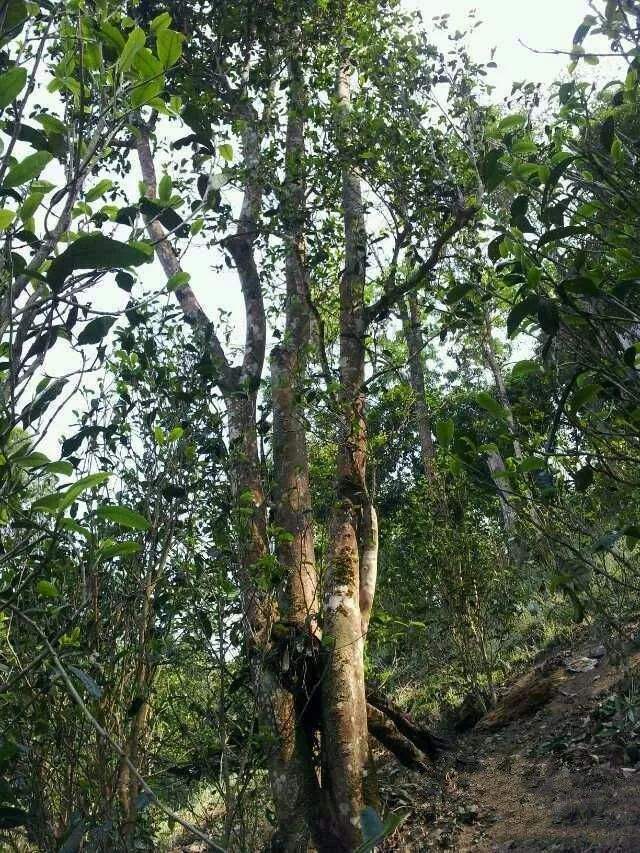 2022年一扇磨古樹春茶口感？