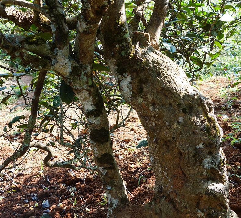 2022年一扇磨山林之息，雨林之味，原始之態(tài)