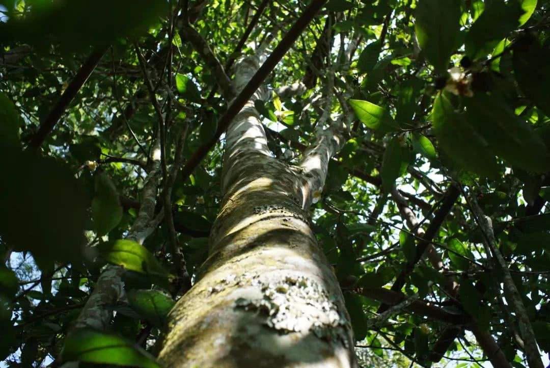 2022年香椿林古樹春茶口感？