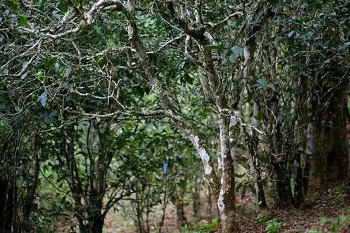 2022年高山寨古樹春茶特點？