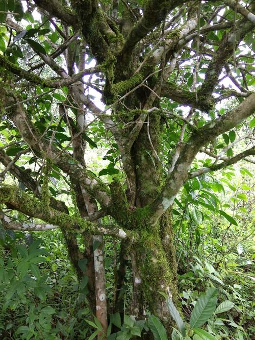 2022年高山寨古樹春茶口感？