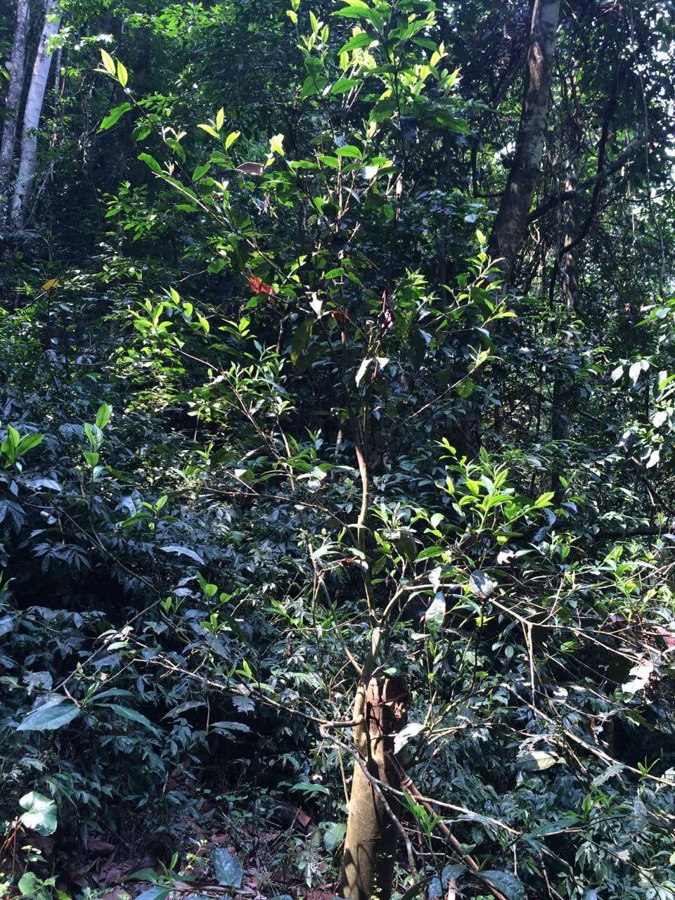 2022年高山寨古樹春茶多少錢一公斤？