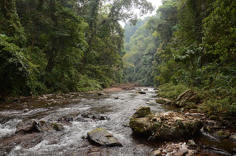 2022年銅箐河古樹春茶特點(diǎn)？
