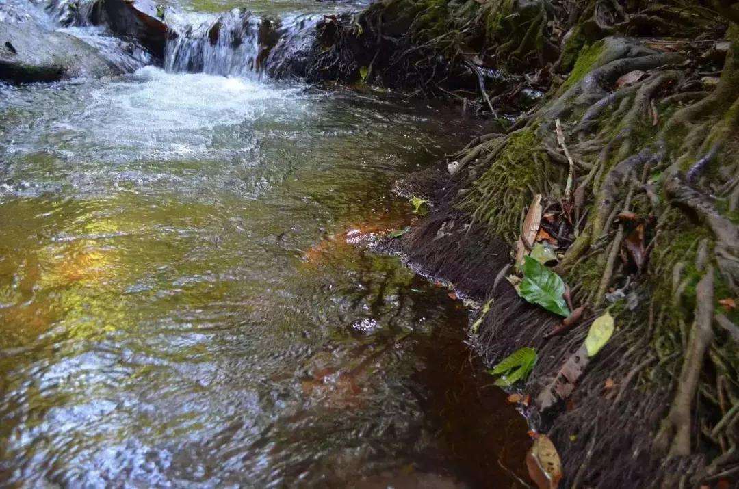 2022年銅箐河古樹春茶口感？