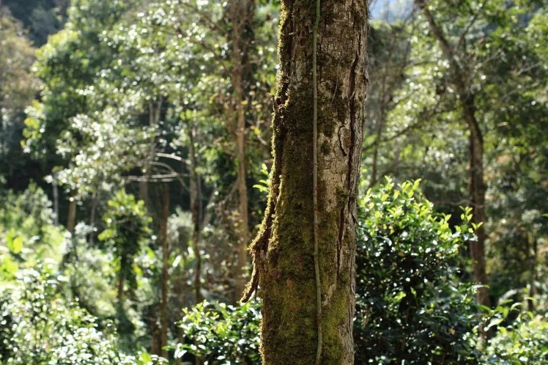 2022年百花潭古樹春茶口感？