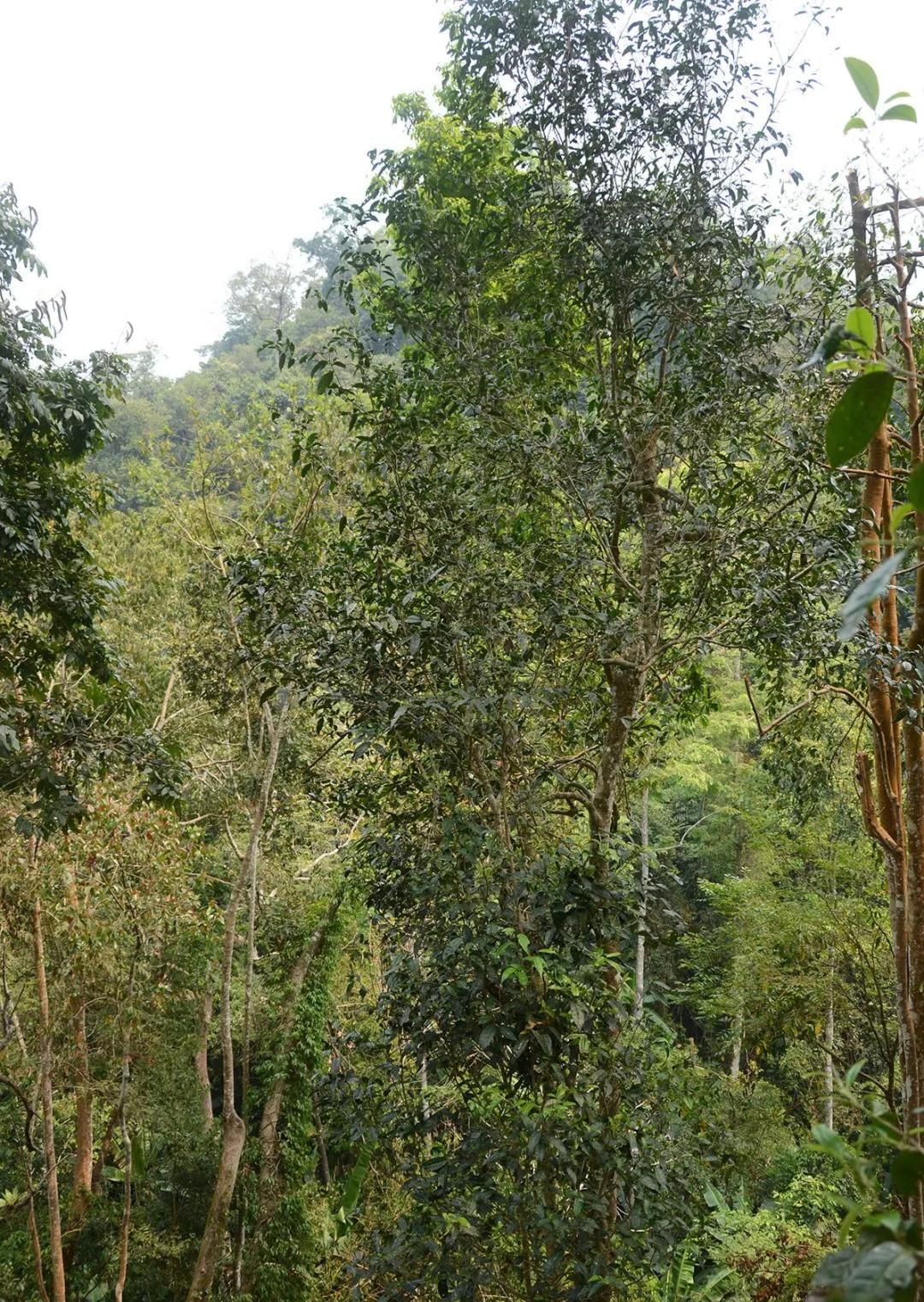 2022年百花潭古樹(shù)春茶價(jià)格?