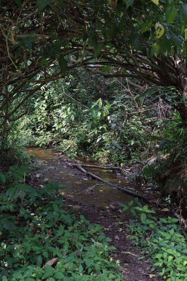 2022年蟒蛇箐古樹春茶特點？