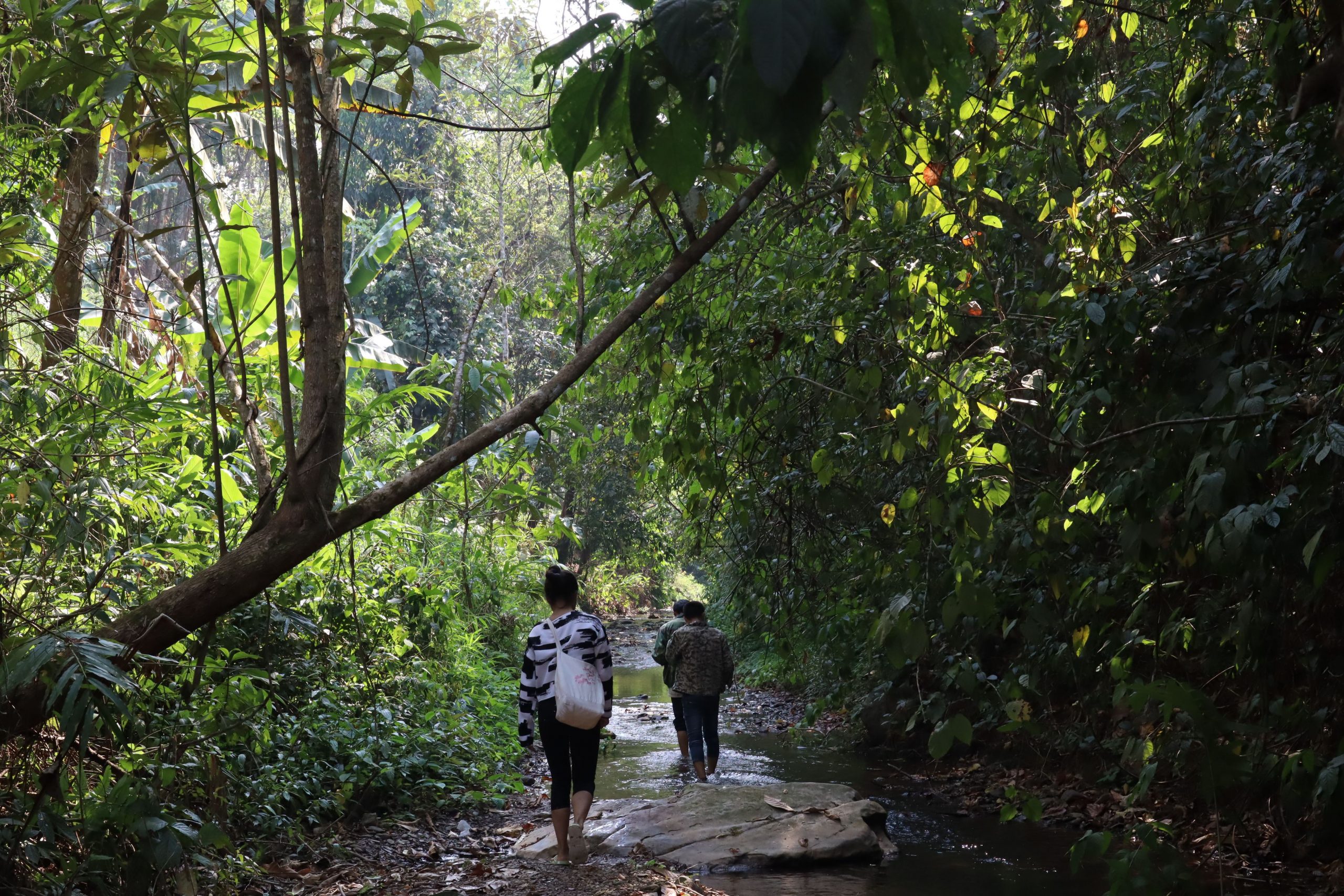 2022年蟒蛇箐古樹春茶口感？