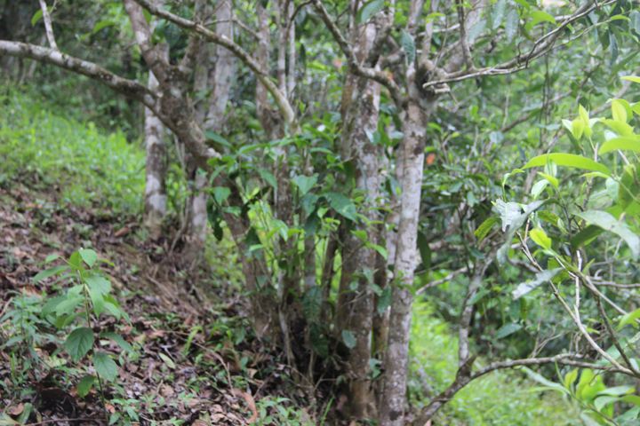 2022年銅箐河古樹(shù)春茶多少錢(qián)一公斤？