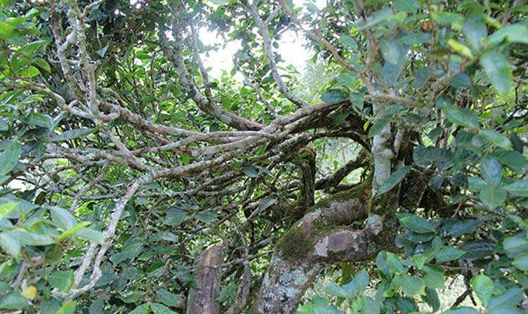 2022年倚邦曼拱古樹春茶特點？