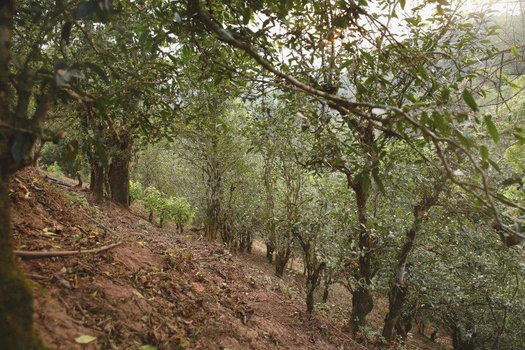 2022年倚邦曼拱古樹春茶口感？