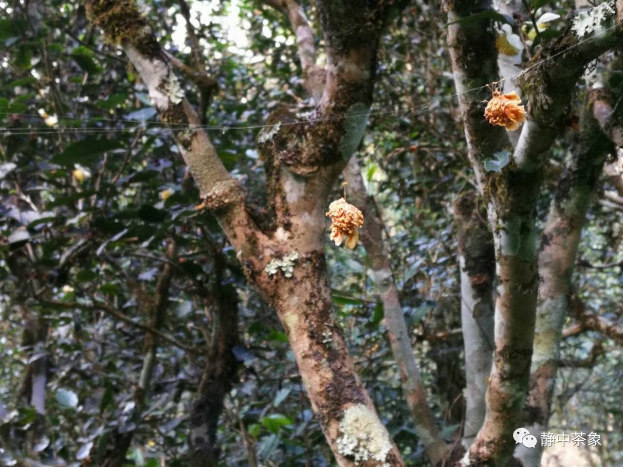 2022年大黑森林古樹春茶多少錢一公斤？