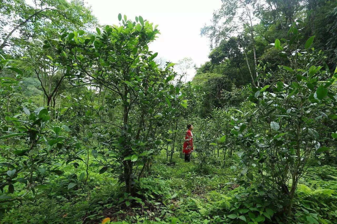 2022年曼松古樹春茶口感？