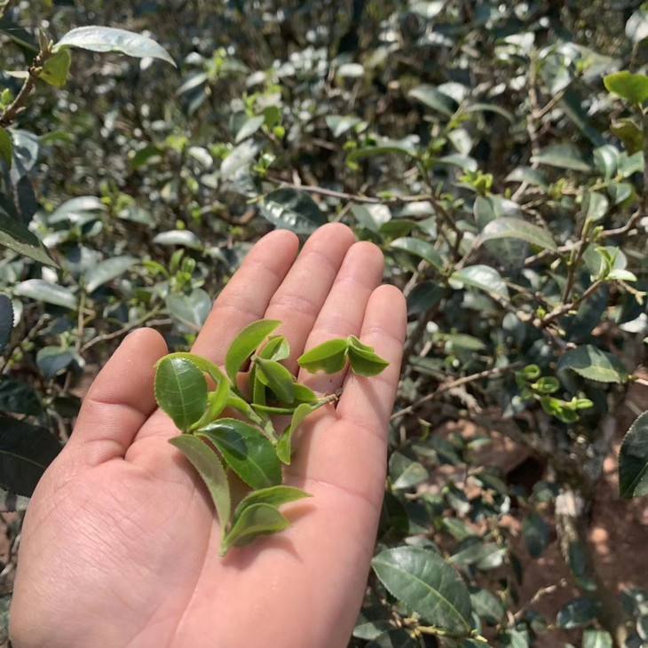 2022年倚邦貓耳朵古樹(shù)春茶口感？