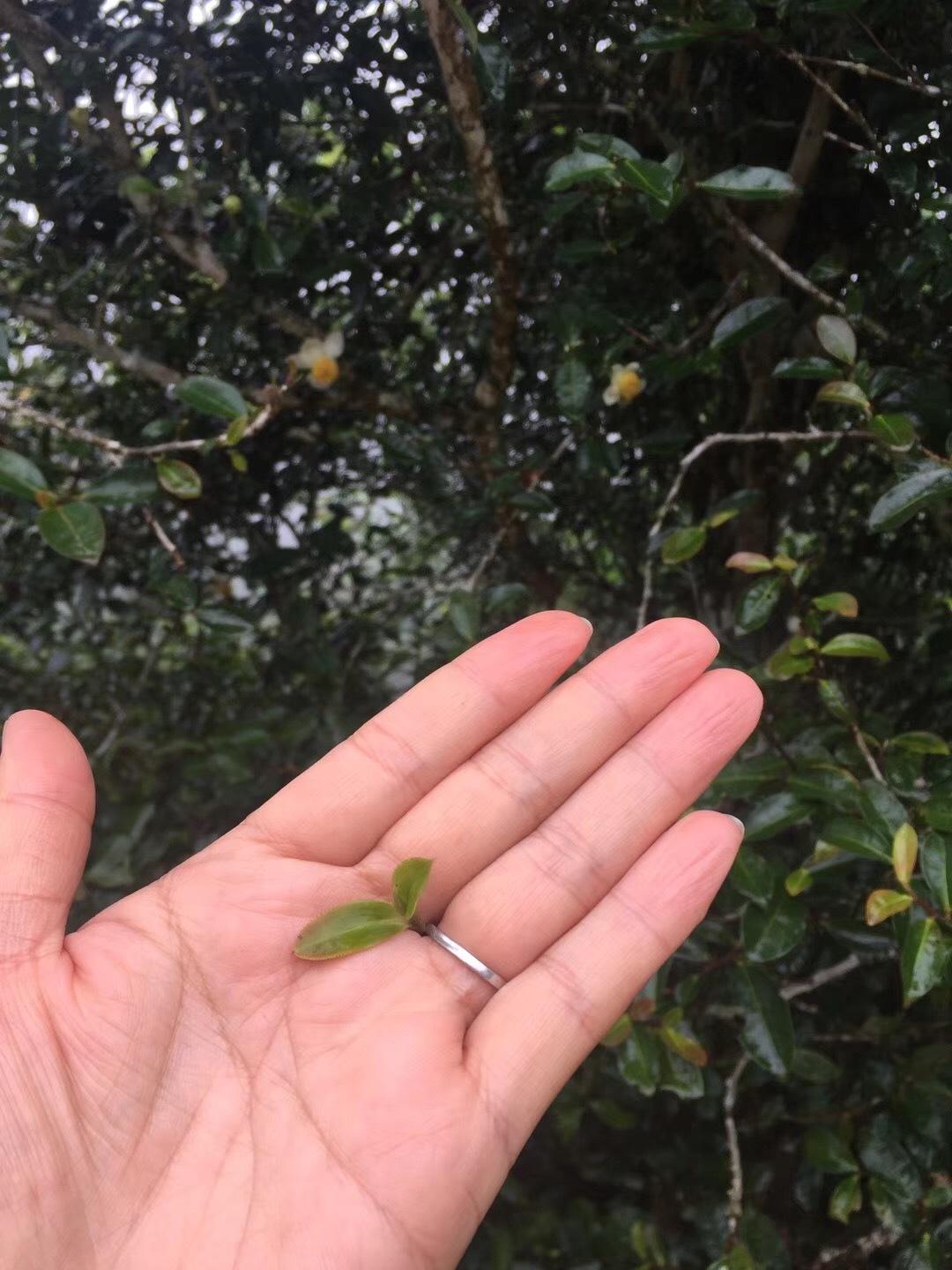 2022年倚邦貓耳朵古樹(shù)春茶價(jià)格？