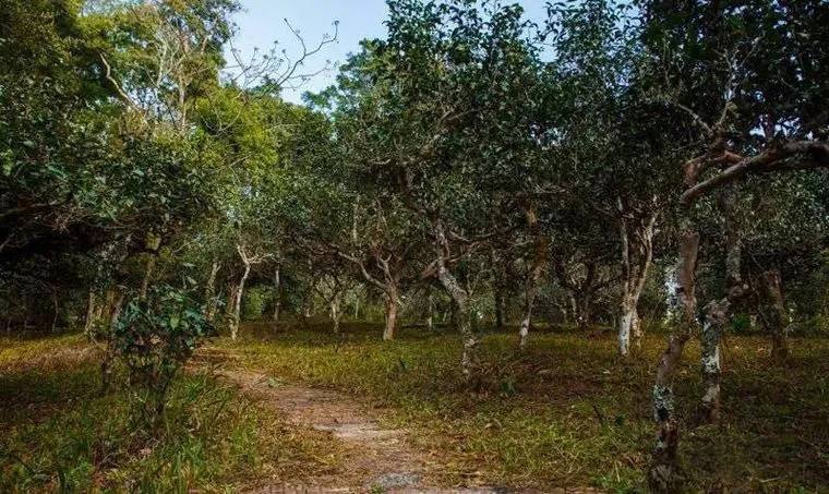 2022年桃子寨古樹(shù)春茶價(jià)格？