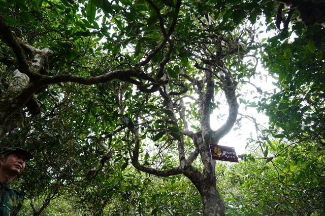 2022年桃子寨古樹春茶多少錢一公斤？