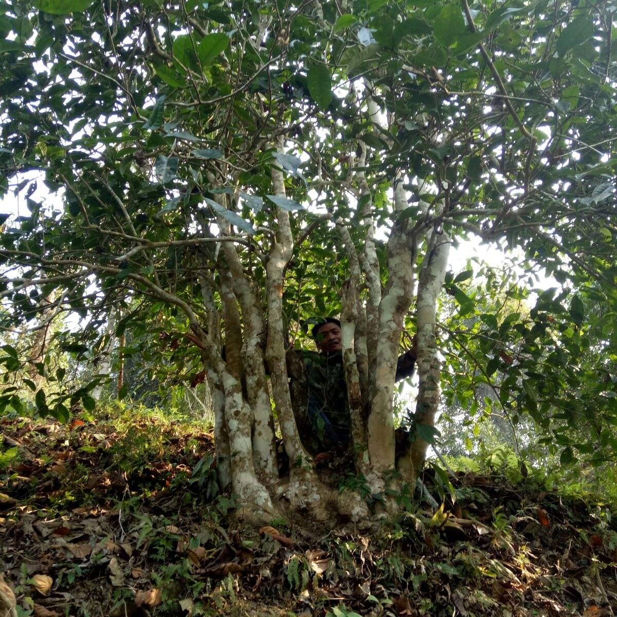 2022年蠻磚瓦龍古樹春茶特點(diǎn)？