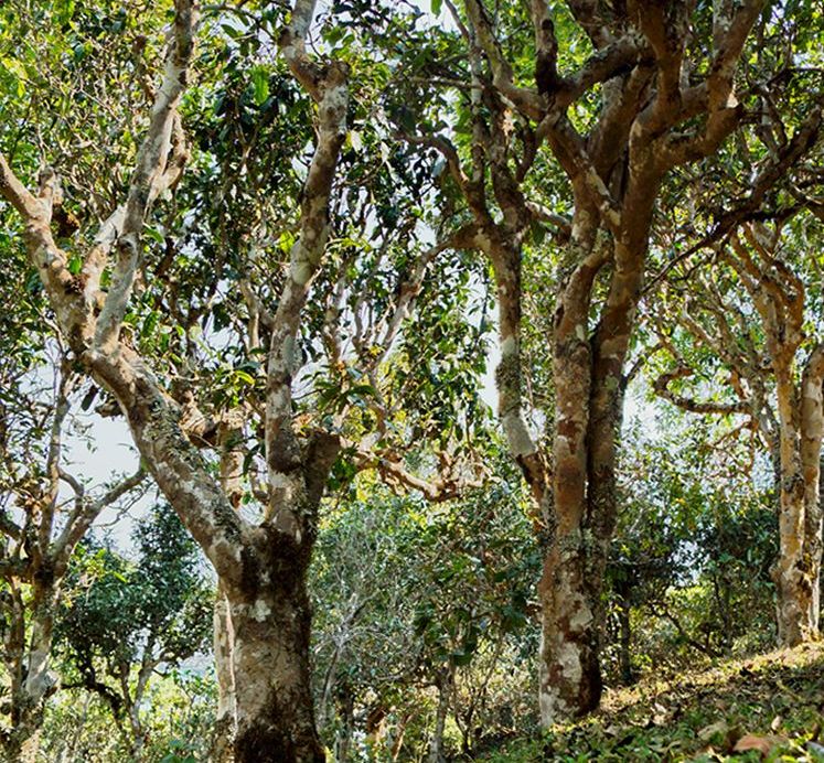 2022年蠻磚瓦龍古樹春茶價格？