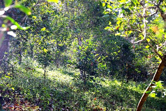 2022年革登古樹(shù)春茶價(jià)格？