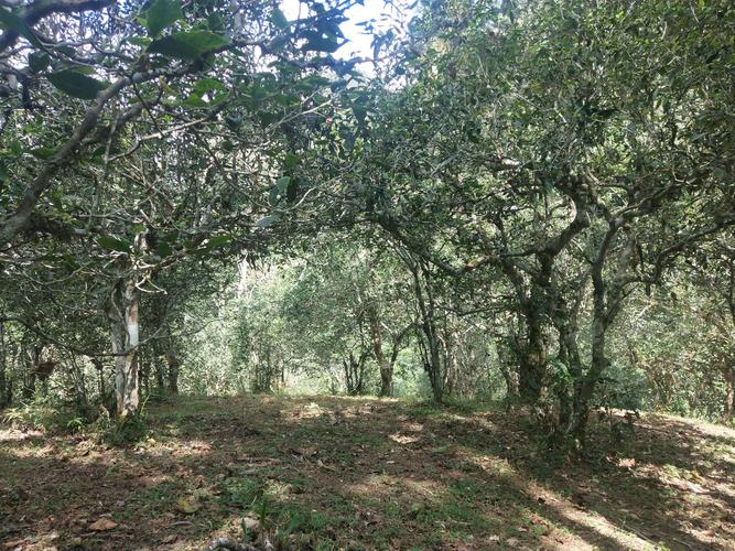 2022年革登古樹(shù)春茶多少一公斤？