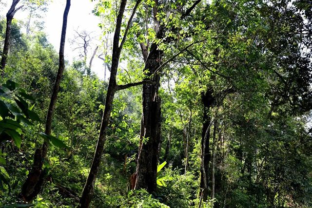 2022年革登古樹(shù)春茶，可飲可藏的絕佳茶品