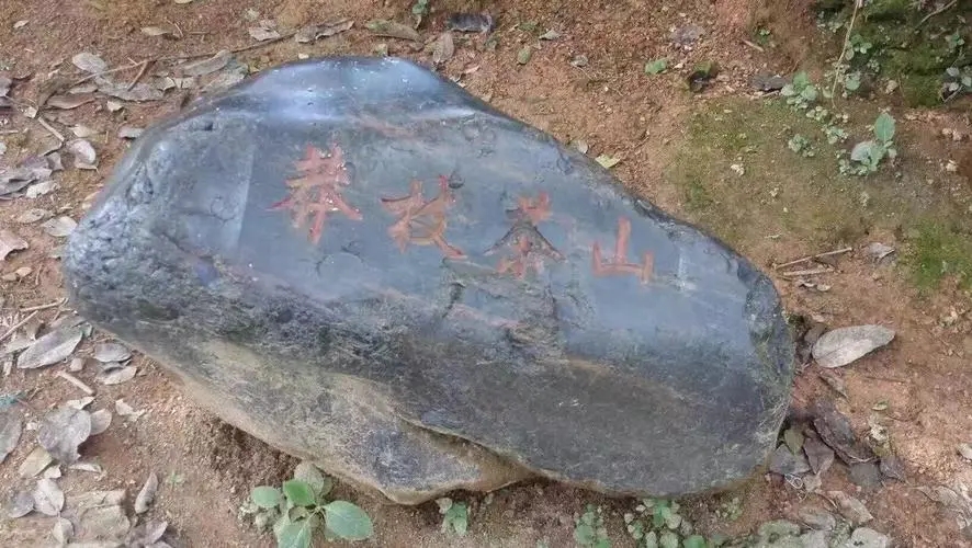 2022年莽枝古樹(shù)春茶特點(diǎn)？