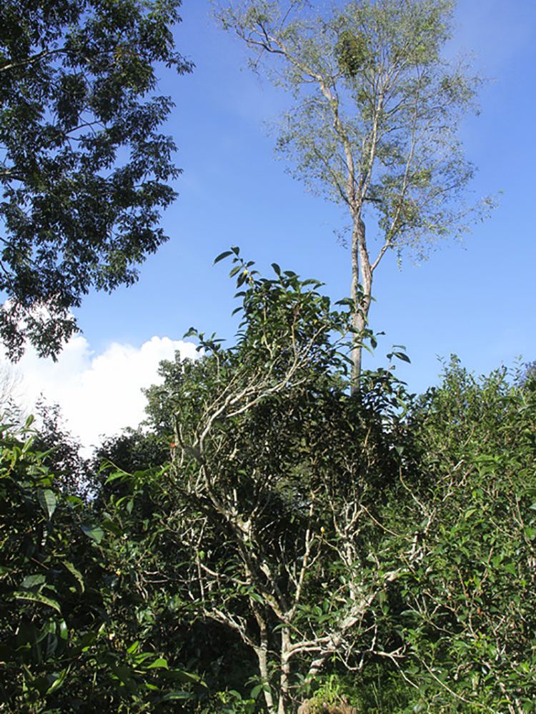 2022年莽枝古樹(shù)春茶口感？